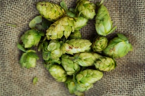 Understanding Beer Ingredients: Hops, Malt, Yeast, and Water